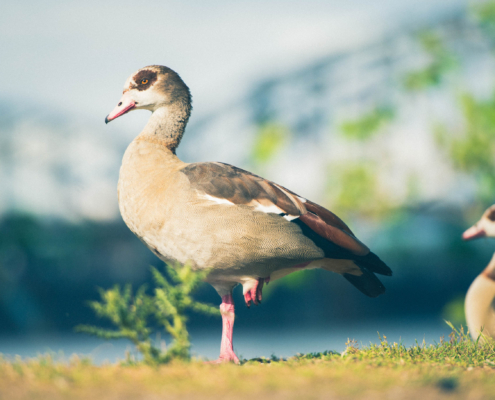 Ägyptische Gans
