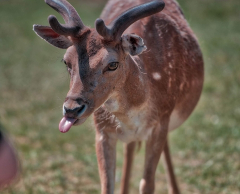Hirsch