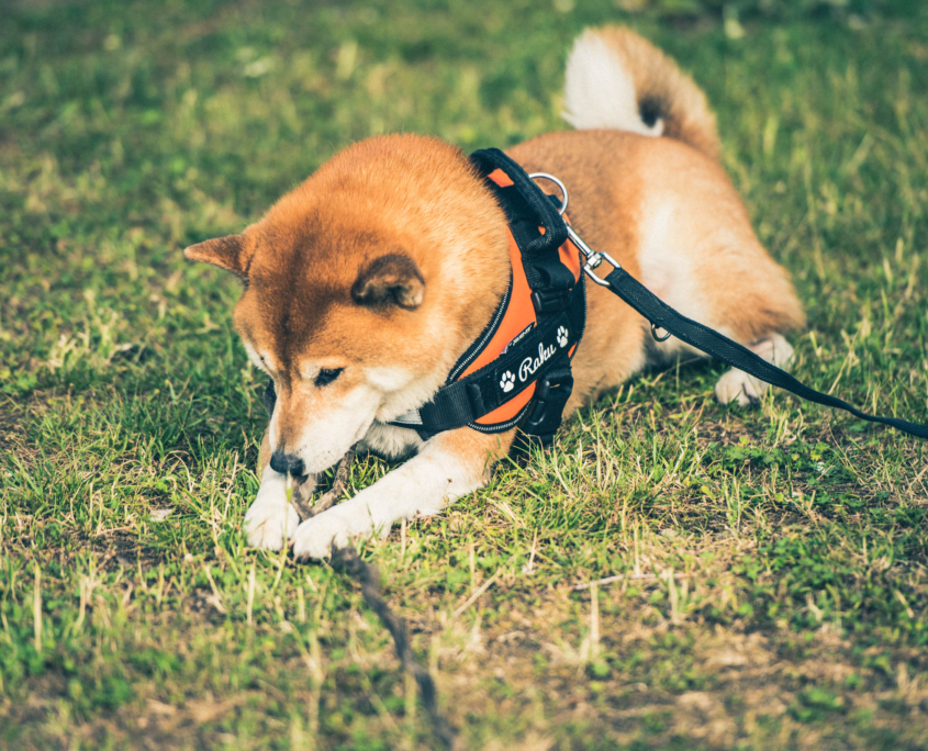 ShibaInu